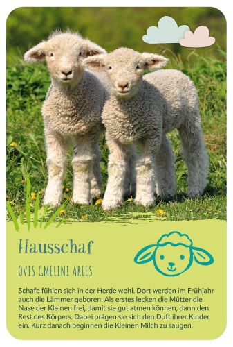Die 100 süßesten Tierbabys, Kartenbox