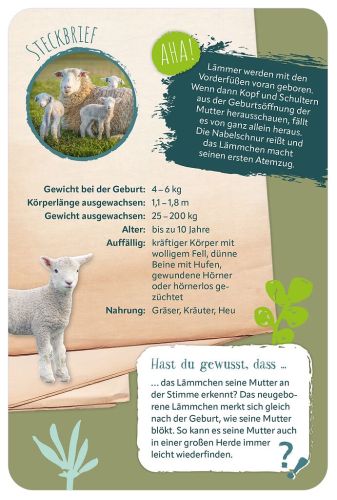 Die 100 süßesten Tierbabys, Kartenbox