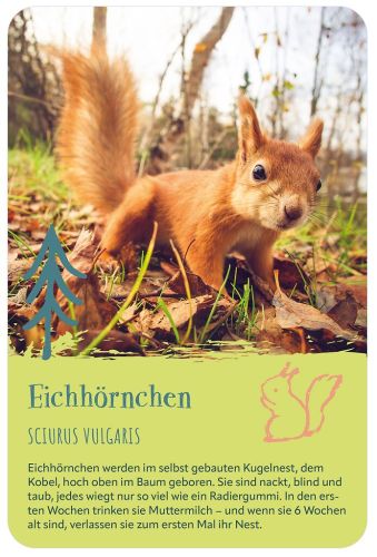 Die 100 süßesten Tierbabys, Kartenbox