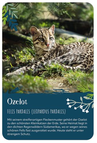 Die 100 schönsten Tiere der Welt, Kartenbox